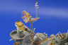 53021 USS BB-63 Missouri 1/350